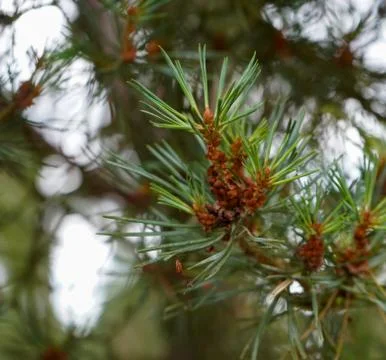 Close up of a Scots Pine flower with branches 库存照片