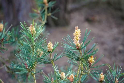 Close up of a Scots Pine flower with branches 库存照片