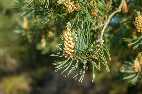 Close up of a Scots Pine flower with branches Photos