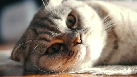 Close up scottish fold cat  face lies and look. Cat muzzle resting and looking. 102604827