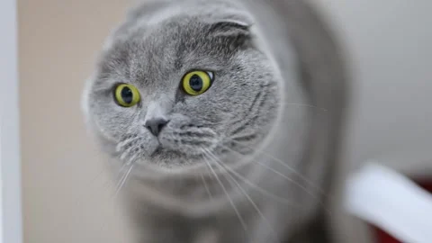 Close-up of a Scottish Fold cat looking shocked, with expressive yellow eyes Stock Footage 310017042