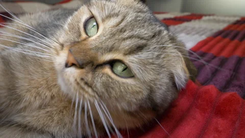 A close-up of a Scottish Fold cat lying on a bed on a cozy, warm throw blanket Stock Footage 340150342