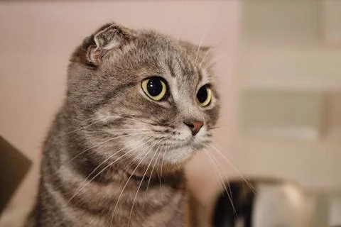 A close-up of a Scottish Fold cat s face reveals its adorable folded ears. .. Stock Photos