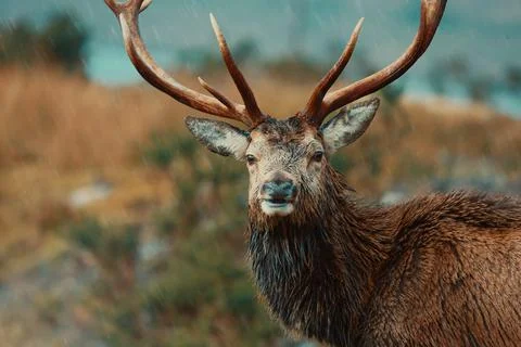 Close up of Scottish red deer in the rain Stock Photos