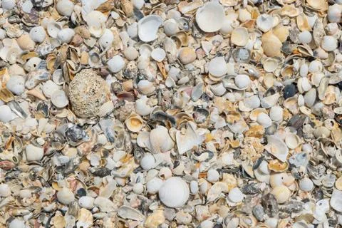 Close-up scrap of seashell on the beach for background. Stock Photos