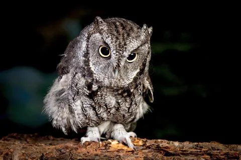 Close up of screech owl. Stock Photos