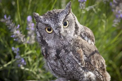 Close up of screech owl. Stock Photos
