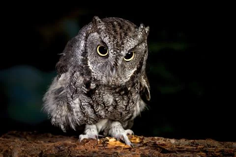 Close up of screech owl. Stock Photos