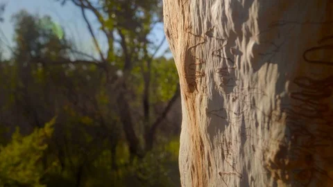Close up of Scribbly Gum tree at sunset Video stock 112586419