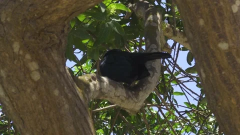 Close-up of a Scrub blackbird on a tree branch in the sunny day Stock Footage 149915427