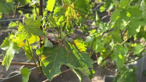 Close-up scrunched brown grape leaves affected by cold weather. Spring frost 스톡 동영상 279069641
