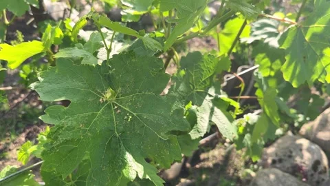 Close-up scrunched grape leaves affected by cold weather. Spring frost damage in Stock-Footage 279069814