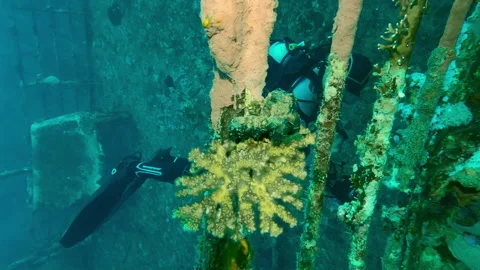 Close up of scuba diver with camera in his hands swims along upper deck on Stock Footage 295920587