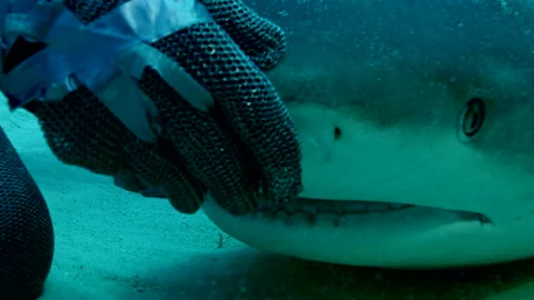 Close-up of scuba diver opening shark jaws in waters off coast of Grand Bahama Stock-Footage 149662869