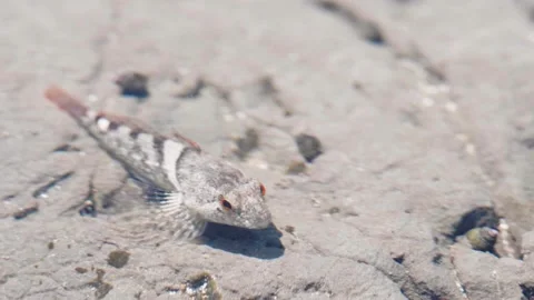 Close Up of Sculpin Fish Under Shallow Water at Moss Beach California Stock Footage 167721947
