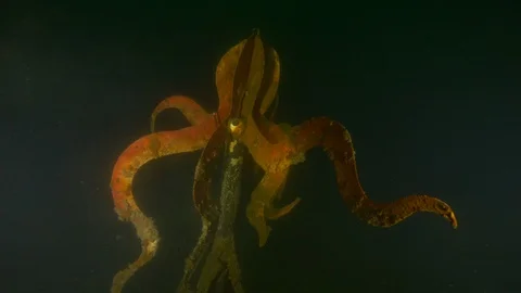 Close-up of sculpture of an octopus at the bottom of the lake, Trevignano lake Stock Footage 104451807