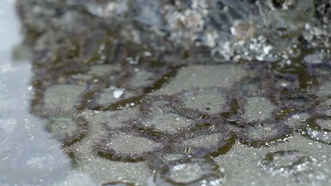 Close up sea anemone in clear ocean water tide pool Stock Footage 139989161