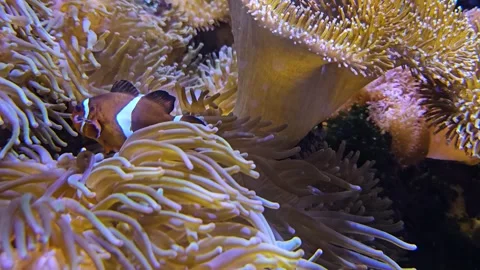 Close up of sea Anemone with fish Stock Footage 273225702