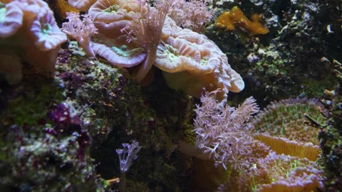 Close up of sea anemone Stock Footage 244337266