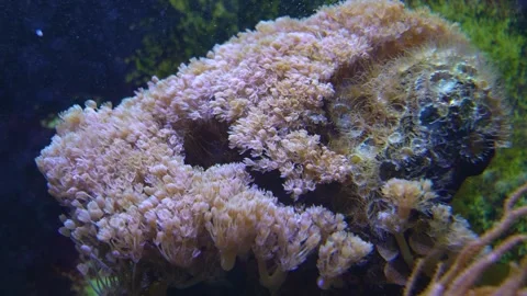 Close up of sea Anemone  Stock Footage 251759271