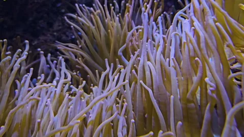 Close up of sea anemone  Video stock 264124184