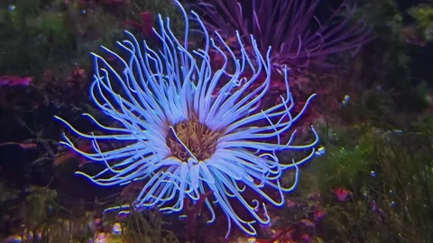 Close up of sea Anemone  Stock Footage 296849758