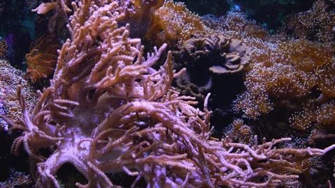 Close up of sea anemones Stock Footage 244550815
