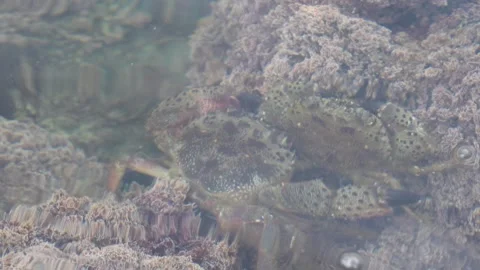 A close up of a sea creature with a lot of spots Stock Footage 276344043
