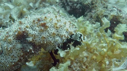 Close-up of sea cucumber tentacles Stock Footage 342465001