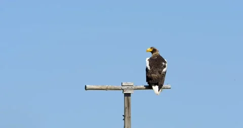 Close-up of a sea eagle bird perched on a pole against the blue sky. Stock Footage 231217700