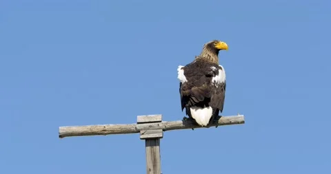 Close-up of a sea eagle bird perched on a pole against the blue sky. Stock Footage 231217838
