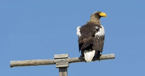 Close-up of a sea eagle bird perched on a pole against the blue sky. Video stock 231218022