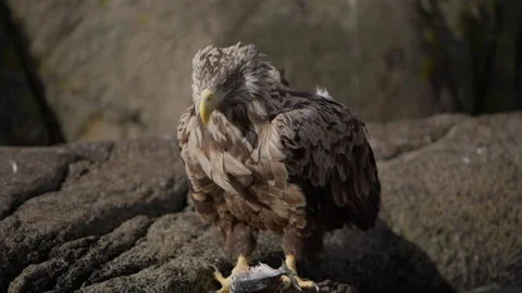 Close-Up of Sea Eagle feeding on Fish on Lofoten Islands, Norway Stock Footage 333412845