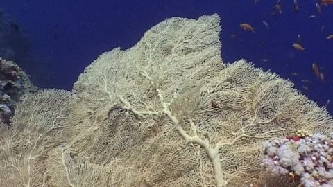 Close Up Of Sea Fan Coral Stock Footage 286314853