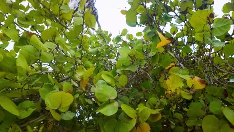 Close-Up of Sea Grape Foliage and Berries on a Tropical Coastline Stock Footage 343066338