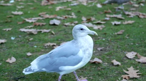 Close up of sea gull running on the ground Video stock 57633691