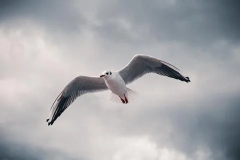 Close-up of a Sea Gull in the sky with clouds Stock Photos