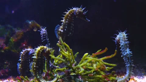  close up of sea horses Stock Footage 143416387