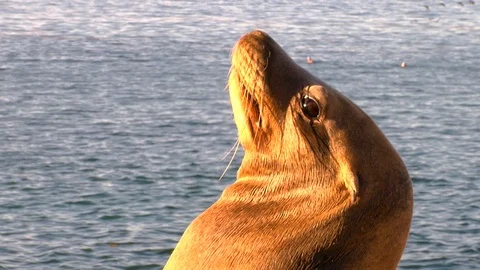 Close Up Of Sea Lion Posing On A Sandstone Cliff In La Jolla Stock Footage 89861323