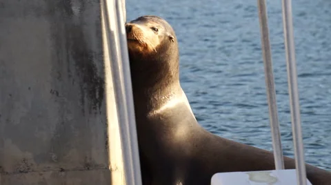 Close up of sea lion rubbing face on a pole Stock Footage 48752689