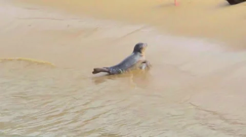 Close-Up of Sea Lions Stock Footage 37695212