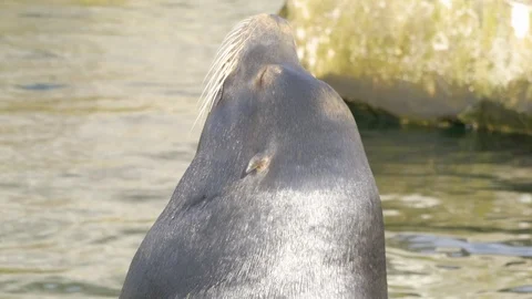 Close up sea lions head facing upward and left Stock Footage 105364446