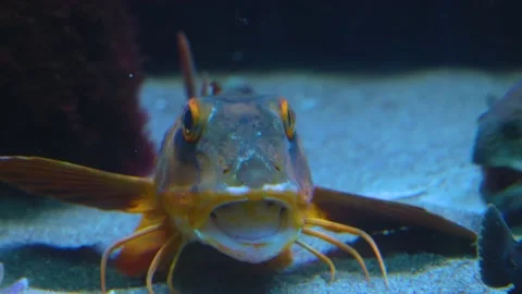 Close up of sea robin sitting on the ground Stock Footage 145254410