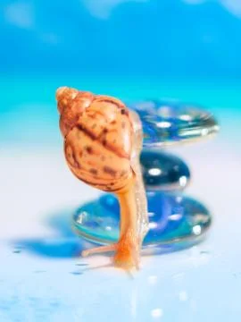 Close-up of sea shell on the beach. Stack of pebble stones and Plumeria at th Stock Photos