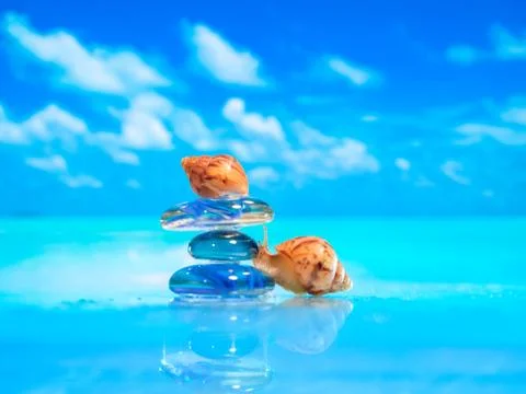 Close-up of sea shell on the beach. Stack of pebble stones and Plumeria at th Stock Photos