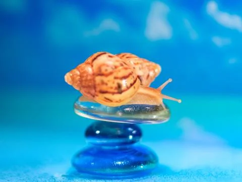 Close-up of sea shell on the beach. Stack of pebble stones and Plumeria at th Stock Photos