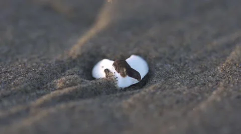 Close Up on a Sea Shell on the Beach at Sunset Stock Footage 52026621