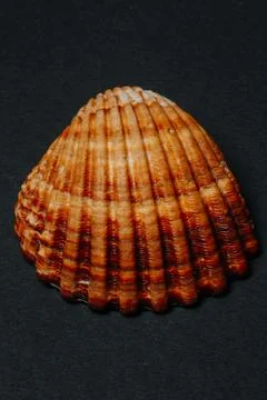 Close up. sea shell on black background Stock Photos