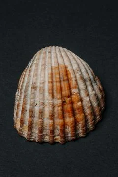 Close up. sea shell on black background Stock Photos
