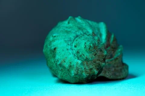 Close Up of a Sea Shell on a Gradient Blue Background with Soft Lighting Stock Photos